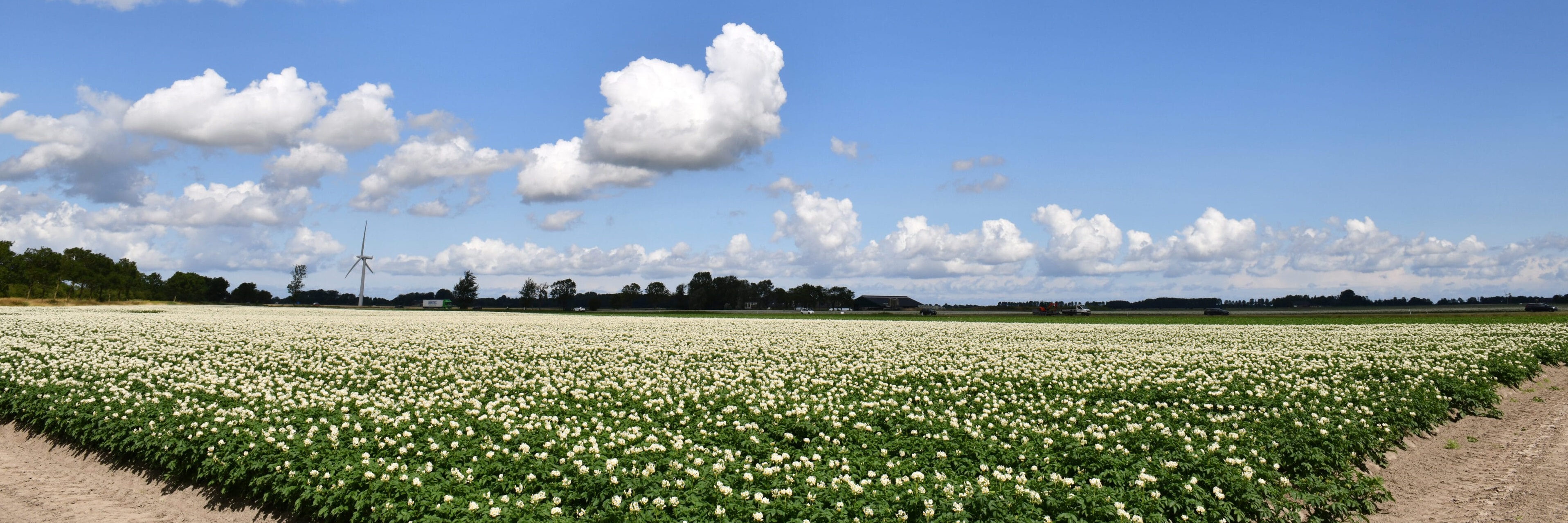 Bloembollenveld